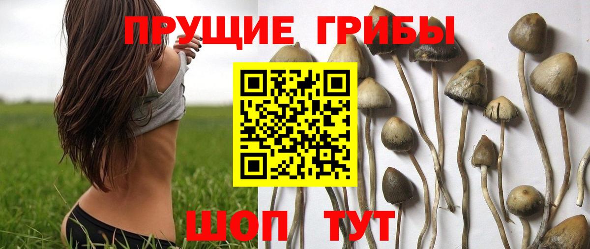 Псилоцибиновые грибы Psilocybe Югорск